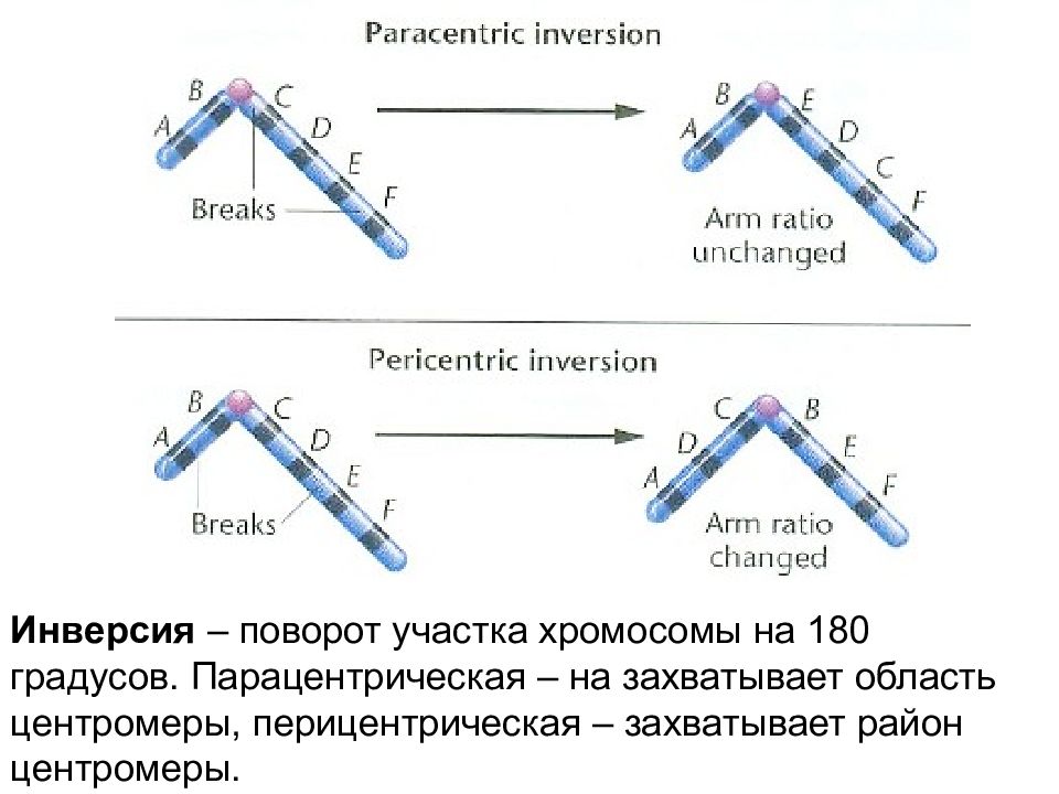 Поворот участка. Поворот участка хромосомы на 180° - это…. Поворот хромосомы на 180 градусов это. Инверсия поворот участка хромосомы на 180 градусов. Поворот хромосом на 180 градусов мутация.