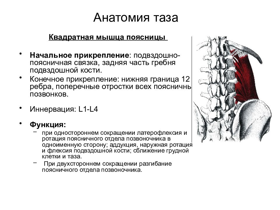 Поясничный отдел мышцы спины. Точки прикрепления квадратной мышцы поясницы. Квадратная мышца поясницы иннервация. Анатомия человека квадратная мышца поясницы.