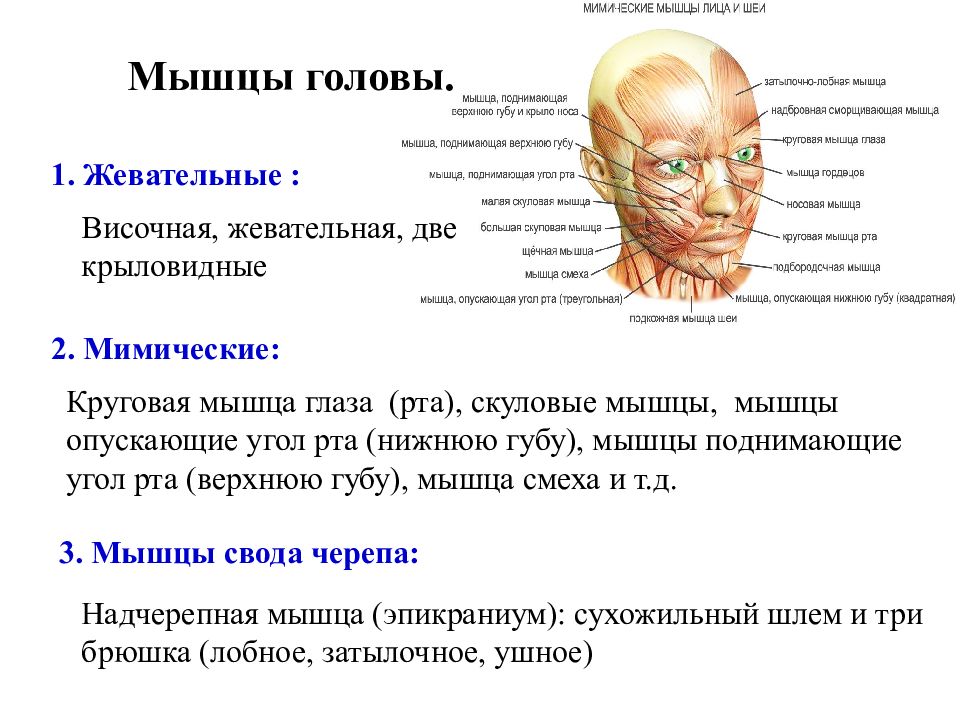 Функции мышц головы. Мышцы головы их функции и строение. Мышцы головы мимические и жевательные топография и функции. Особенности строения мышц головы. Функции мимических мышц головы.