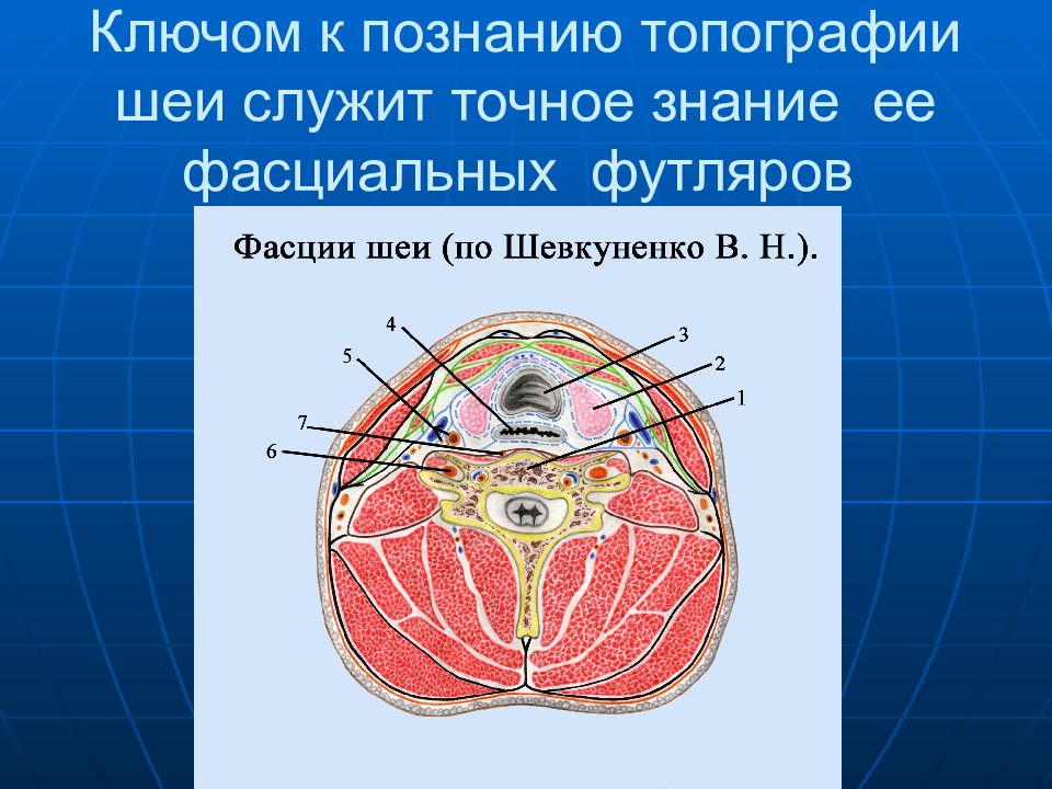 Топографическая анатомия это. Послойная топография шеи. Топография шеи топографическая анатомия. Оперативная хирургия шеи топографическая анатомия. Топография это в анатомии.