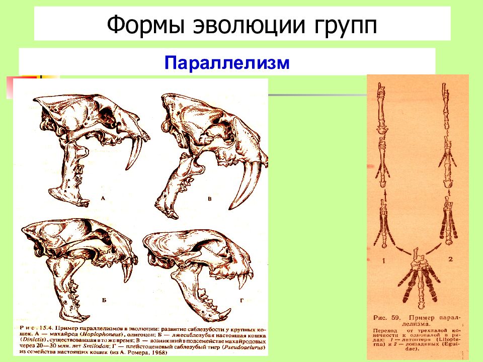 Параллельная эволюция