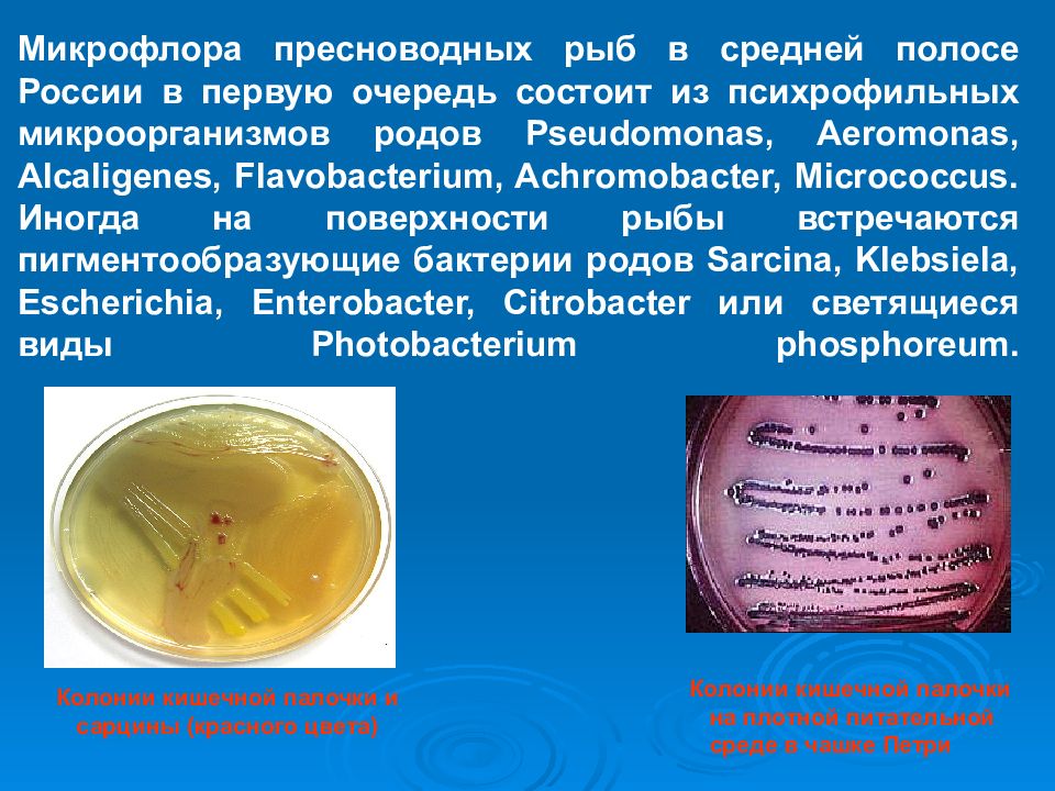 Микробиология рыбных продуктов презентация