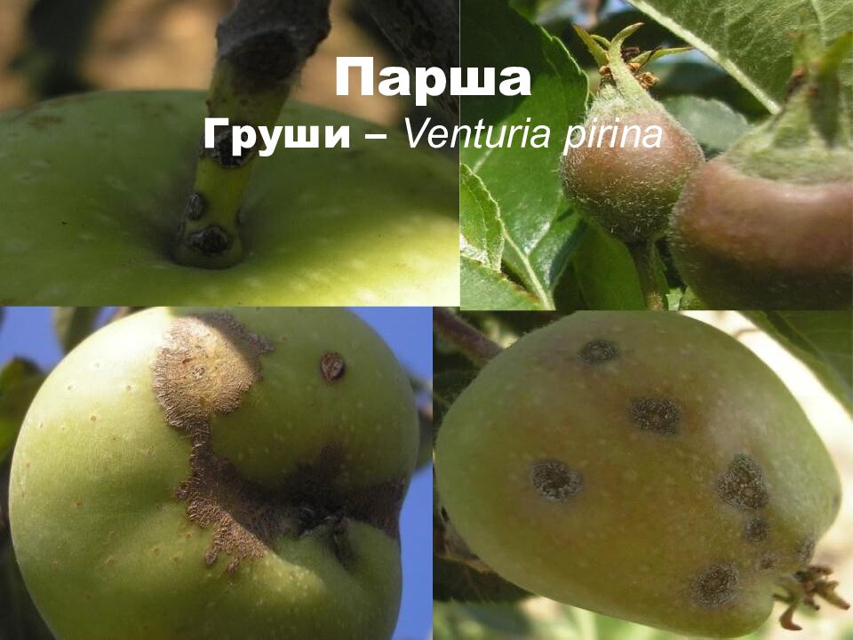 Презентация по дисциплине : « Интегрирования защита садовых растений » на тему