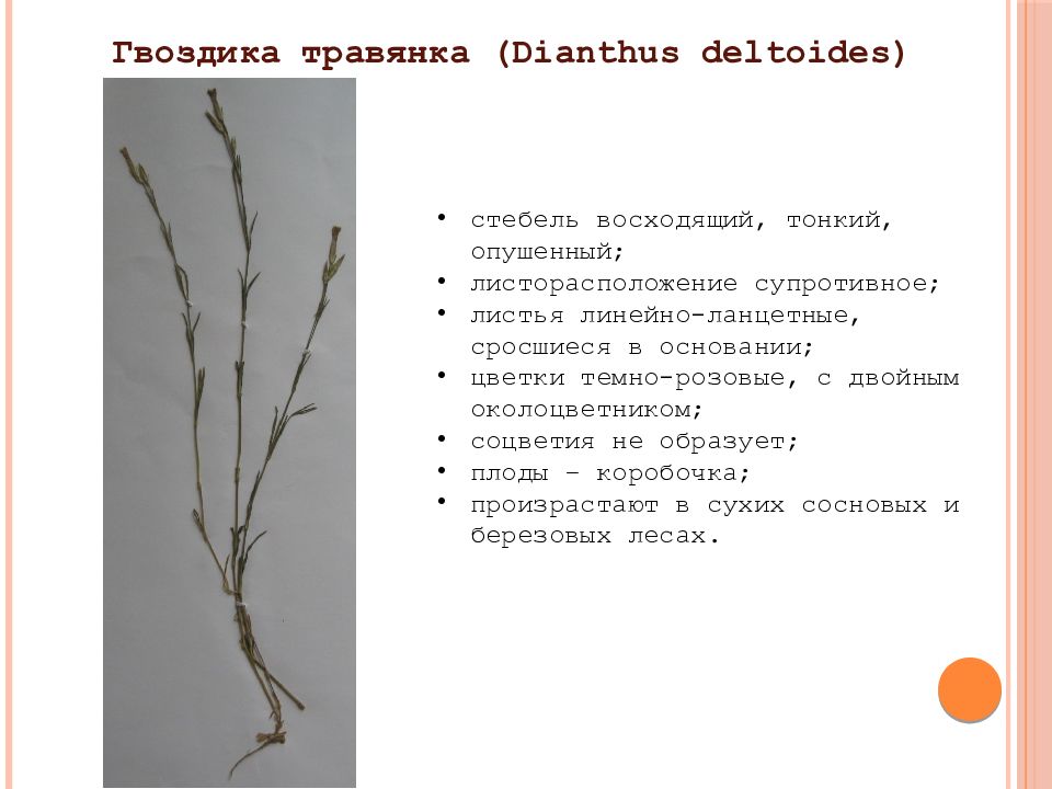 Характеристика стеблей. Гвоздика травянка стебель. Гвоздика травянка листья. Восходящий стебель. Гвоздика травянка (Diánthus deltoídes).