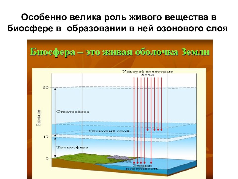 Наибольшая концентрация живого вещества. Роль живого вещества в биосфере. Роль озонового слоя в биосфере. Газовая функция живого вещества в биосфере. Функции живого вещества в биосфере.