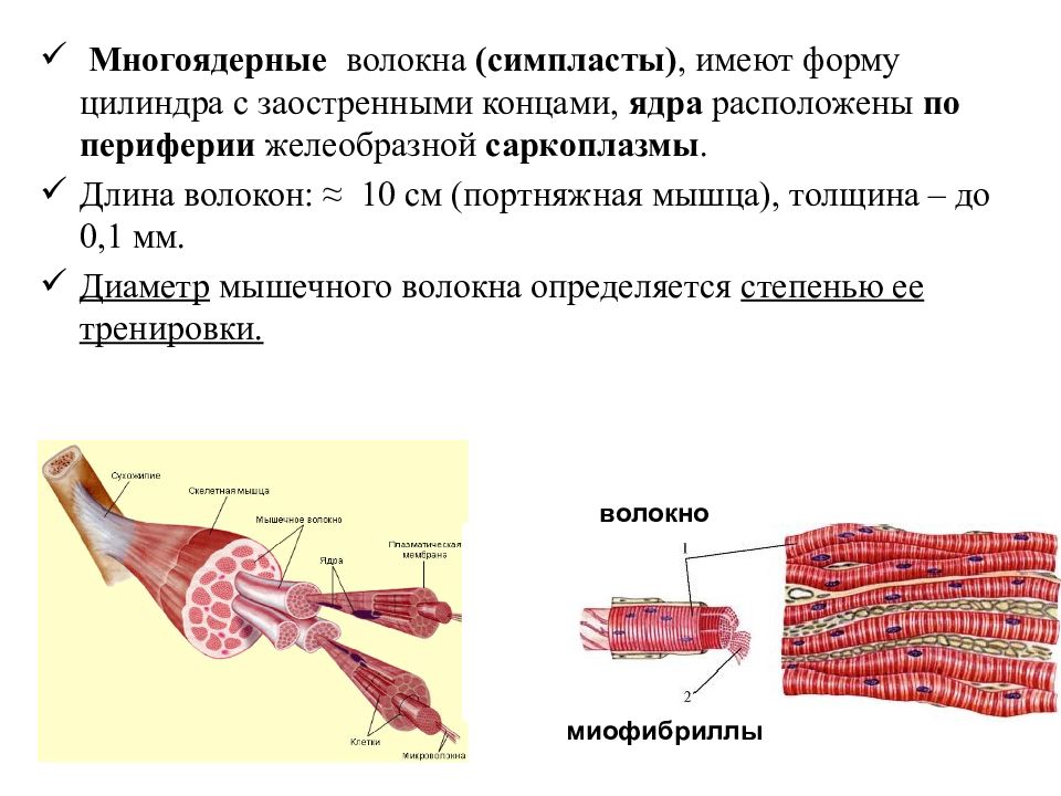 Многоядерная ткань. Строение мышечного волокна гистология Симпласт. Многоядерные волокна. Многоядерные мышечные волокна. Диаметр мышечного волокна.