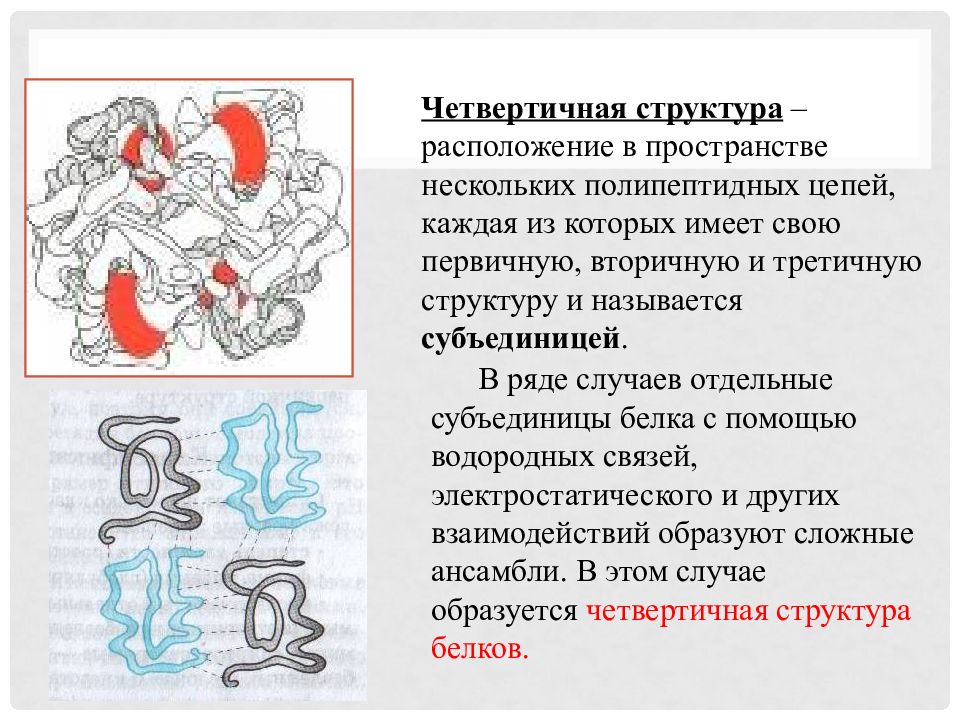 Четвертичная структура белка образуется в результате взаимодействия. Четвертичная структура белка цепь. Альбумин третичная структура. Альбумин четвертичная структура белка. Субъединицы четвертичной структуры белка это.