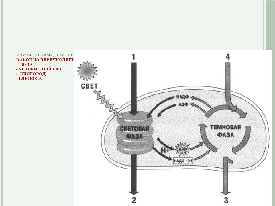 Глюкоза кислород углекислый газ вода. Схема демонстрирующая процесс фотосинтеза протекающий в хлоропласте.