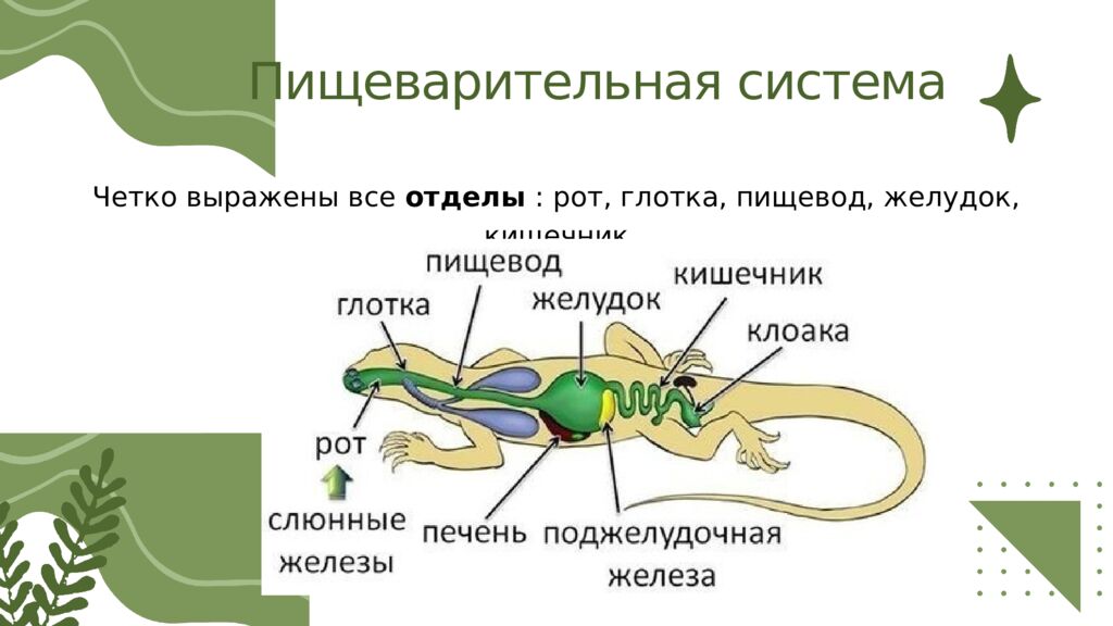 Общая характеристика пресмыкающихся