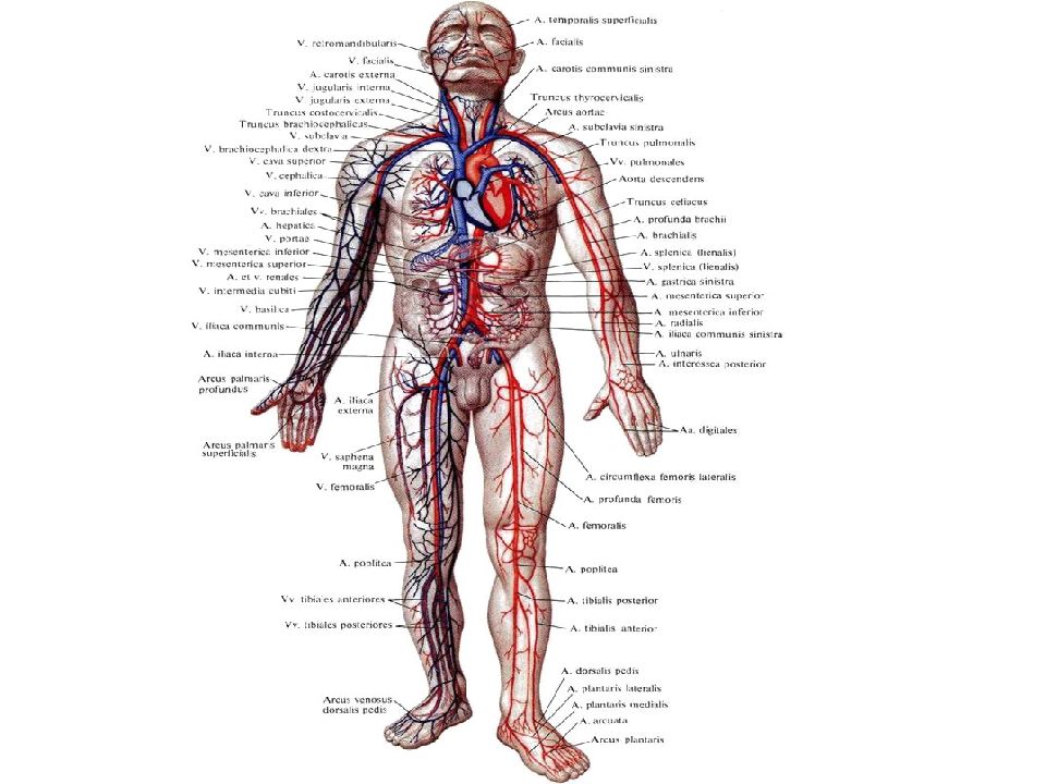 Презентация артериальная система