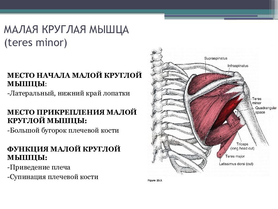 Малая круглая мышца картинка