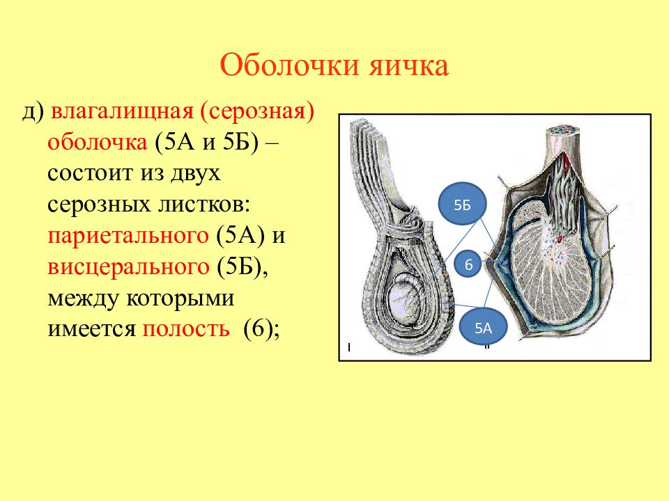 Оболочки яичка схема