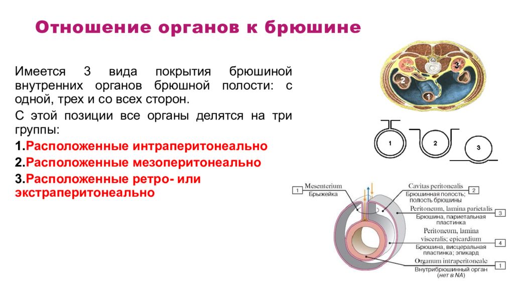 Отношение органов