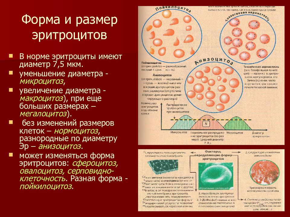 Эритроциты размер. Эритроциты патологические формы размер. Изменения размеров и формы эритроцитов при анемиях. Форма эритроцитов в норме и патологии. Диаметр эритроцитов.