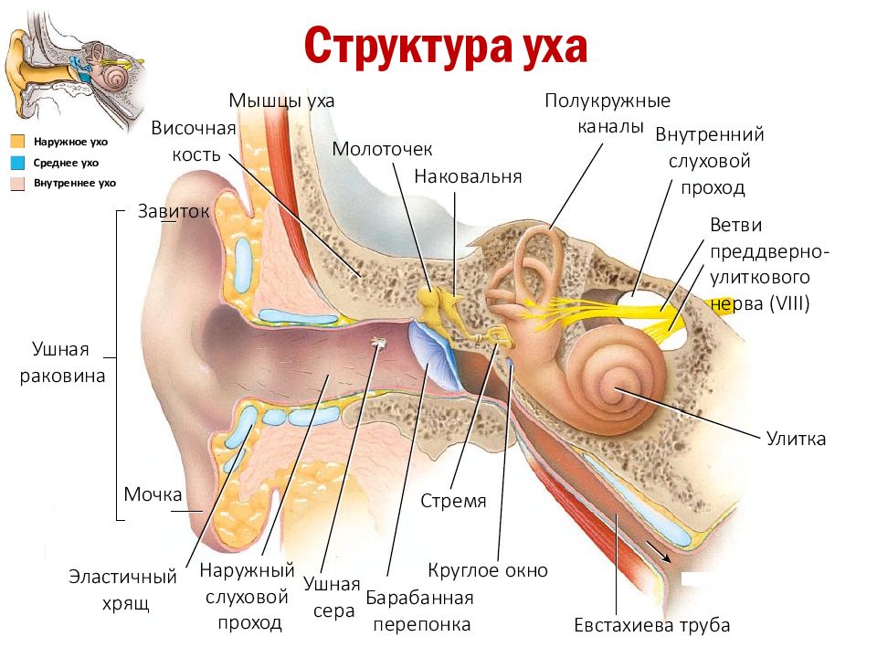 Схема органа слуха