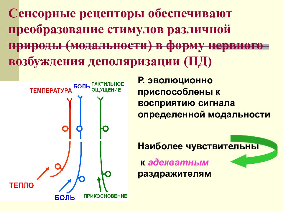 Технологическая карта физиология лесгафта