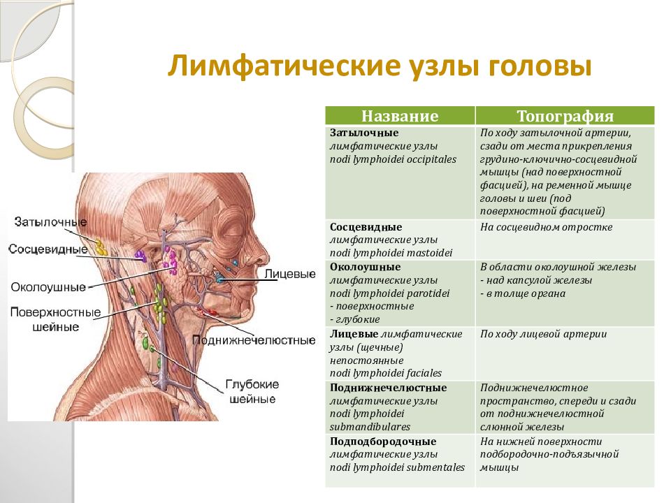 Причины болей лимфоузлов. Околоушные лимфатические узлы схема. Схема лимфоузлов на голове и шее человека. Поверхностные шейные лимфатические узлы располагаются. Околоушные лимфоузлы расположение схема.