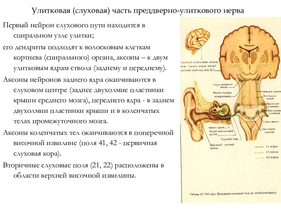 Схема строения преддверно улиткового органа