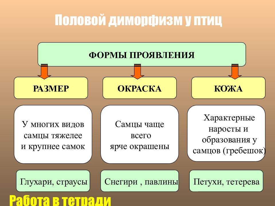 Систематика класса птицы 7 класс биология. Форма туловища птицы. Клювы птиц по типу питания. Какую форму имеет птица. Особенности строения черепа у птиц.