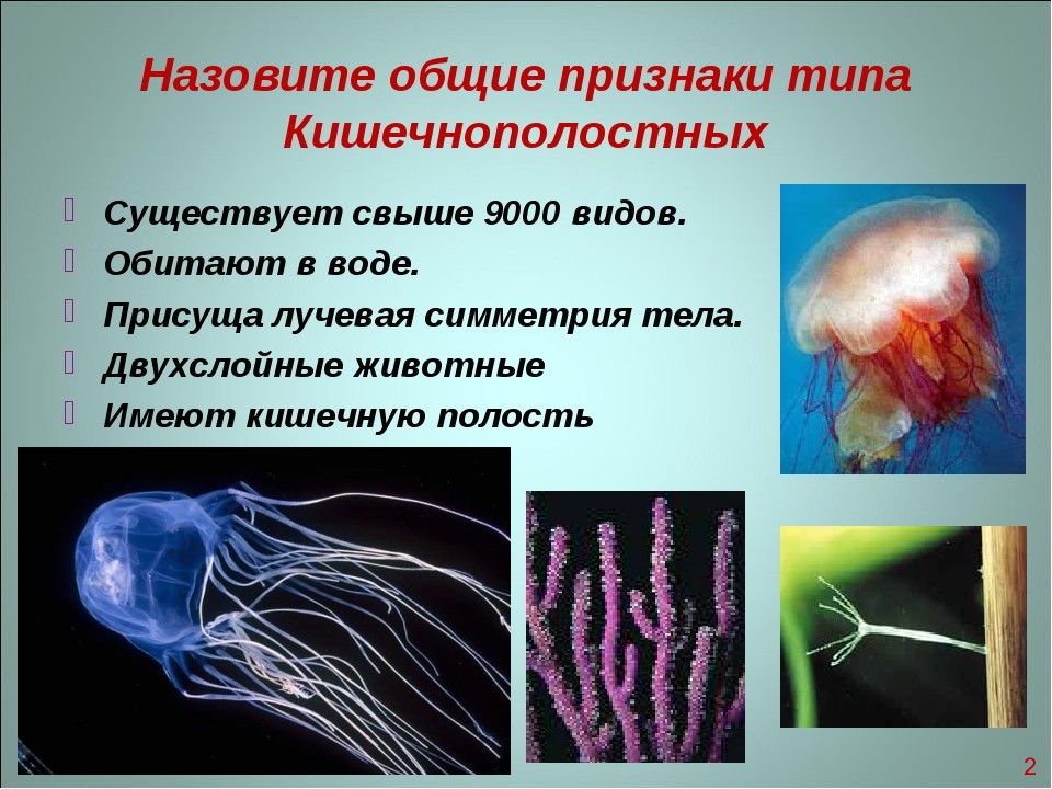 Признаки кишечнополостных. Кишечнополостные фильтраторы. Признаки Кишечнополостные биология. Кишечнополостные трехслойные животные. Общие признаки кишечнополостных.