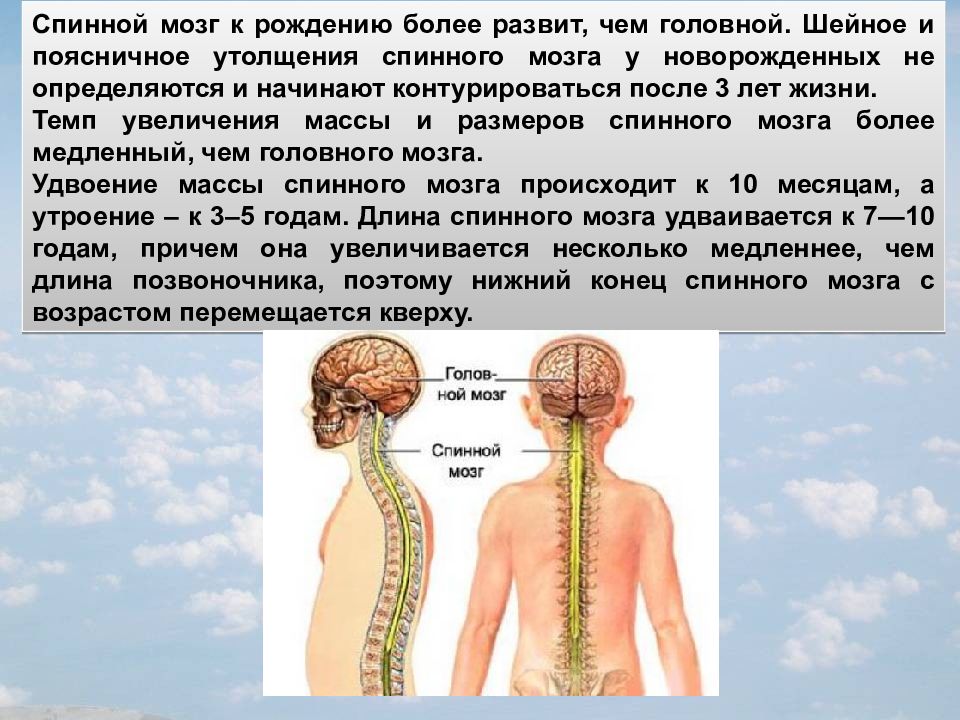 Центральная нервная система новорожденного. Спинной мозг анатомия утолщения. Спинной мозг ребенка. Спинной мозг ребенка и взрослого. Центральная нервная система.