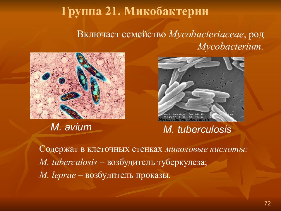 Возбудитель туберкулеза микробиология презентация