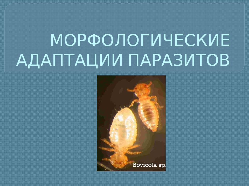 Морфологические адаптации паразитов. Морфологические адаптации к паразитизму. Адаптации паразитов к паразитическому. Адаптации к паразитическому образу жизни.