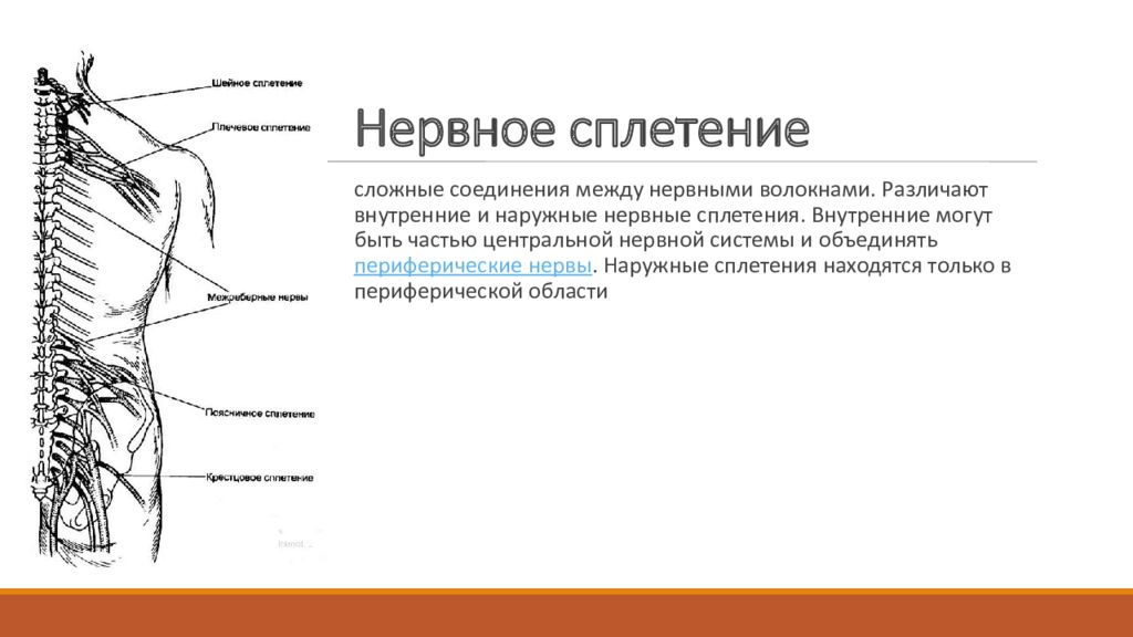 Нервные сплетения. Нервные сплетения анатомия человека. Синдромы поражения пояснично крестцового сплетения. Чревное сплетение. Нервные сплетения схема.