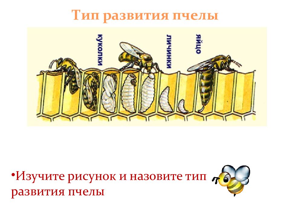 Превращение пчелы медоносной. Цикл развития пчелы схема. Фазы развития личинки пчелы. Стадии развития пчелы схема. Жизненный цикл пчелы схема.