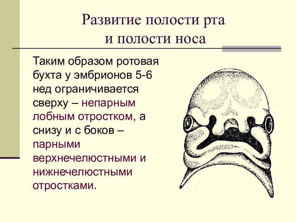 Эмбриогенез ротовой полости презентация