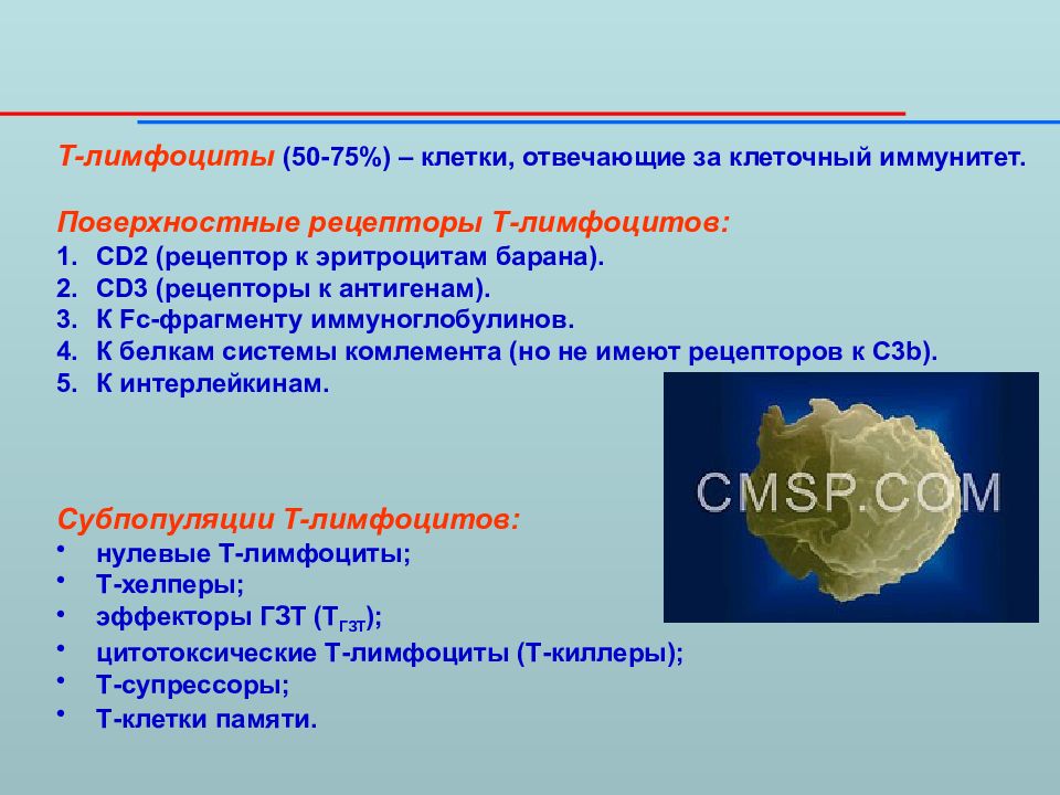 Cd4 лимфоциты это. Рецепторы в-лимфоцитов. Поверхностные рецепторы в-лимфоцитов.. Характеристика рецепторов т лимфоцитов. Рецепторы и корецепторы т-лимфоцитов.