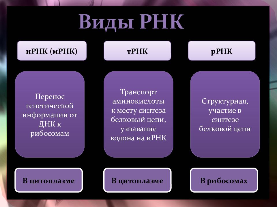 Виды днк и рнк