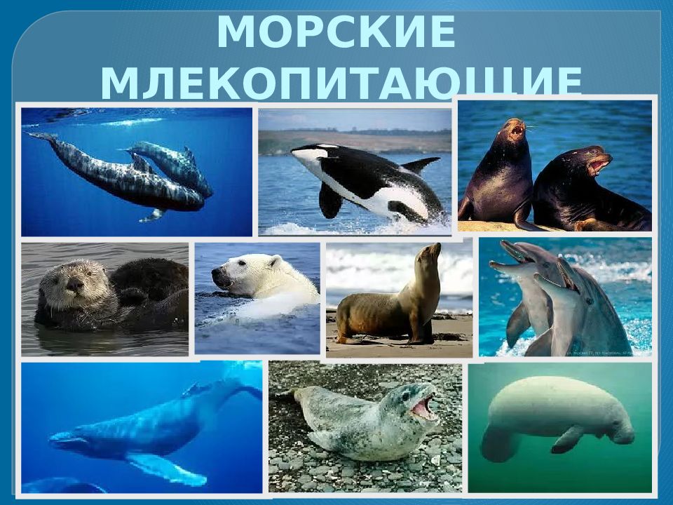 Водные млекопитающие примеры. Млекопитающие водной среды. Водные млекопитающие представители. Морская среда обитания млекопитающих. Морские млекопитающие.