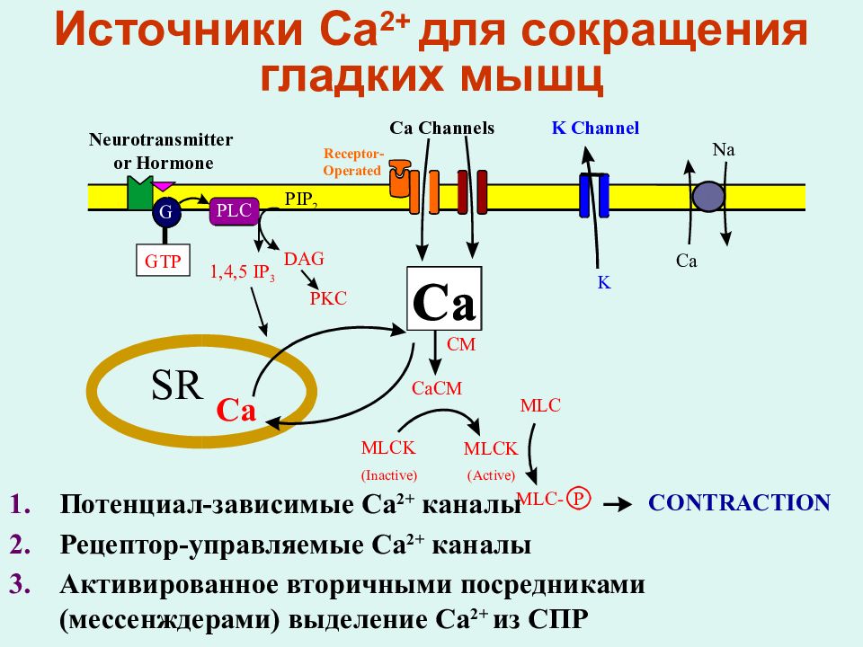 Сокращение гладкой мускулатуры сосудов