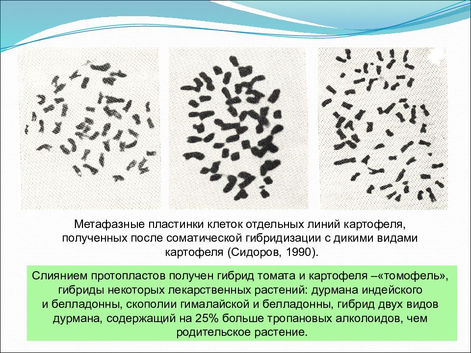 Метафазная пластинка. Метафазная пластинка хромосом. Метафазная пластинка фото. Метафазная пластинка под микроскопом. Соматический гибрид картофеля.