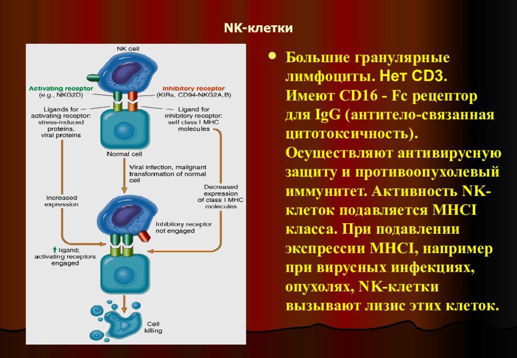 Нулевые клетки. НК лимфоциты функции. НК клетки иммунология. CD 16 лимфоциты. Механизм NK клеток.