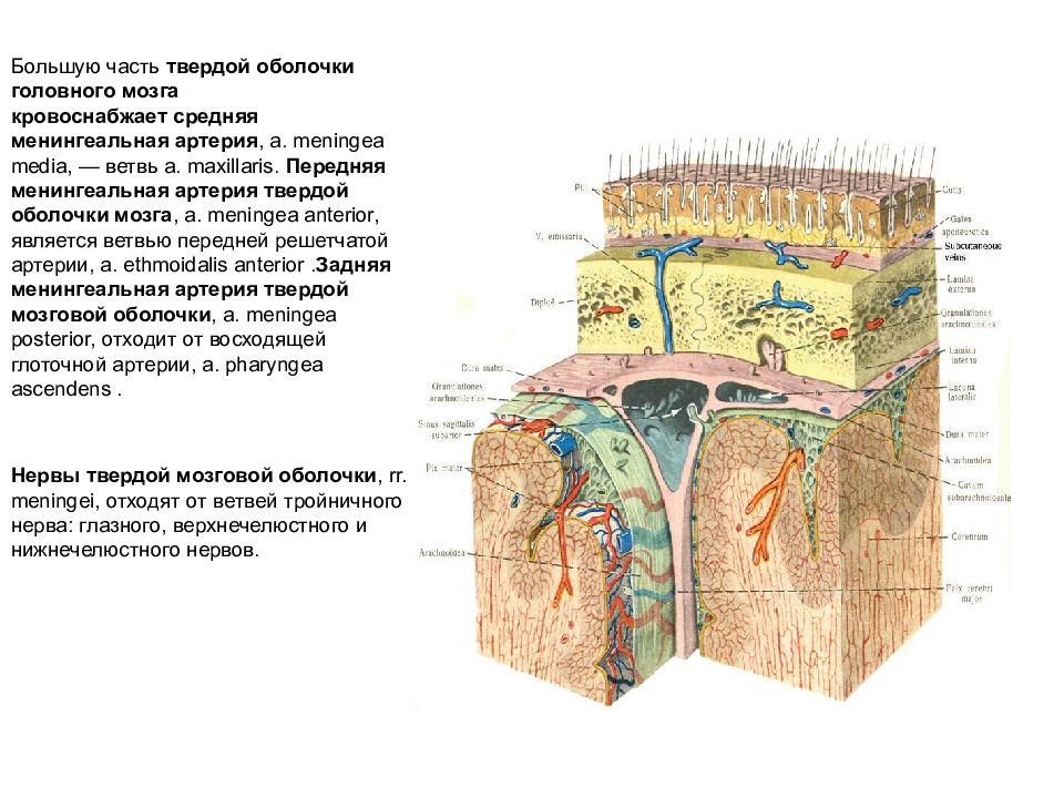 Особенности оболочек головного мозга. Послойное строение мозгового отдела головы. Кровоснабжение твердой мозговой оболочки анатомия. Строение оболочек головного мозга. Средняя артерия твердо ЙМОЗ но вой оьолочки.
