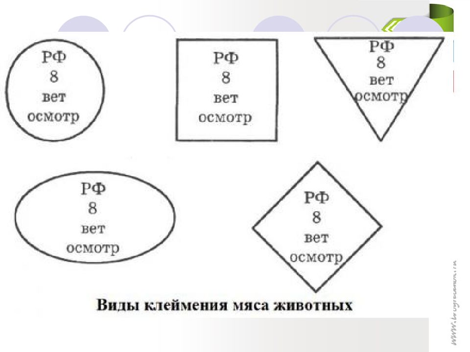 Клеймо на мясе. Клеймение мяса. Клеймение и маркировка мяса. Круглое клеймо на туше мяса.