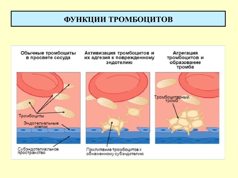 Тромбоциты количество функции. Функции тромбоцитов физиология. Защитная функция тромбоцитов. Функции тромбоцитов в крови. Тромбоциты функции физиологич.