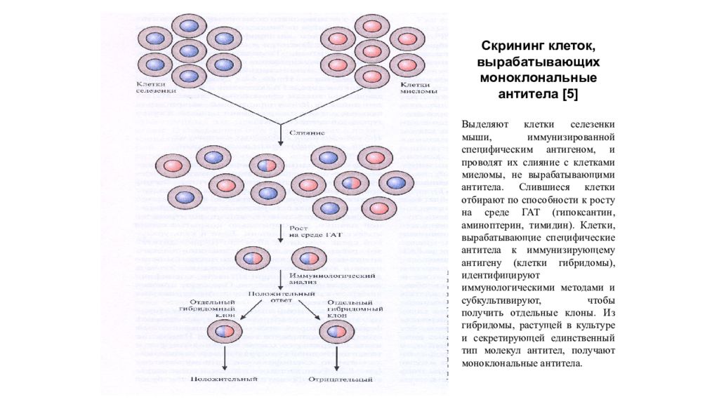 Какие клетки выделяют. Какие клетки продуцируют антитела:какие клетки продуцируют антитела. Скрининг клеток вырабатывающих моноклональные антитела. Клетки предшественники антител продуцирующих клеток. Основная клетка, продуцирующая антитела.