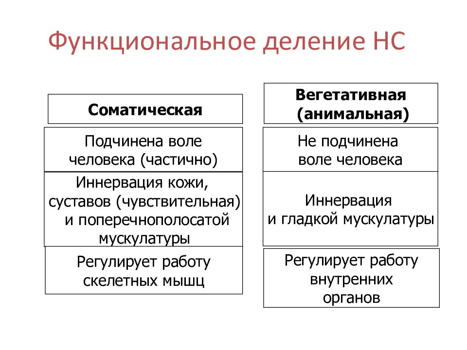 Соматическая и вегетативная нервная система презентация 8 класс