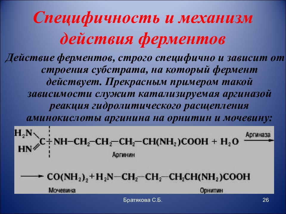 Действие ферментов. Специфичность и механизм действия ферментов. Механизмы специфичности ферментов. Специфичность действия ферментов примеры. Специфичность действия ферментов реакции.