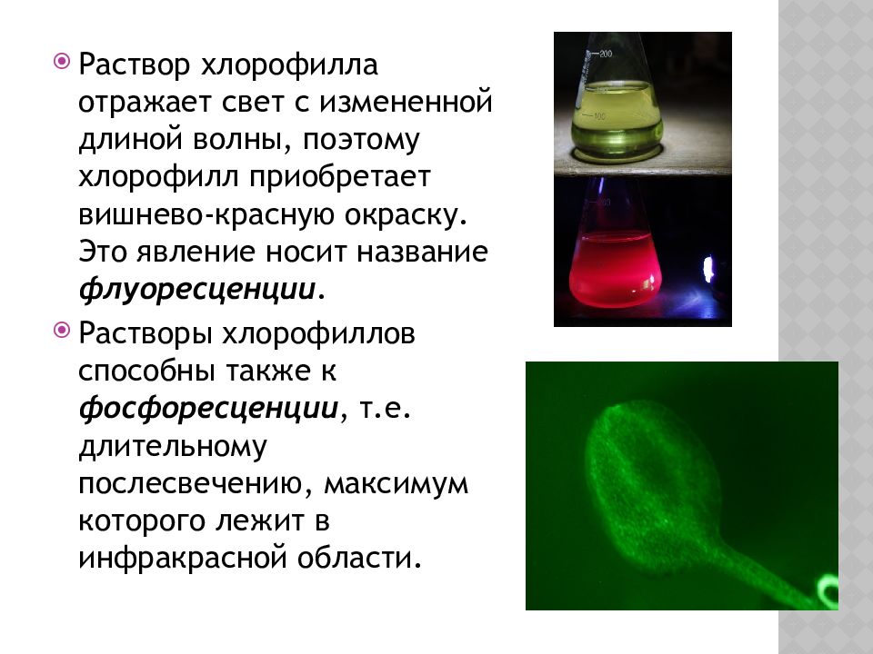 Фотосинтетические Пигменты Фотосинтетические Пигменты