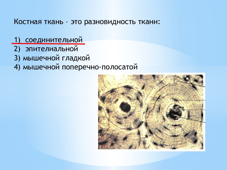 Костная ткань это. Костная ткань соединительная ткань межклеточное вещество. Твердое межклеточное вещество костной ткани. Твердое межклеточное вещество костной ткани образуют. Межклеточное вещество костной ткани твердое или жидкое.