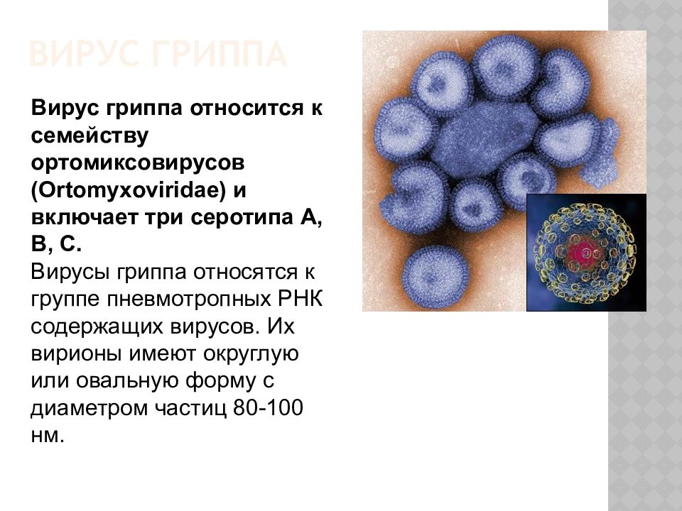 Вирус гриппа. Серотипы вируса гриппа. Семейство ортомиксовирусы. Вирус гриппа семейство род вид.