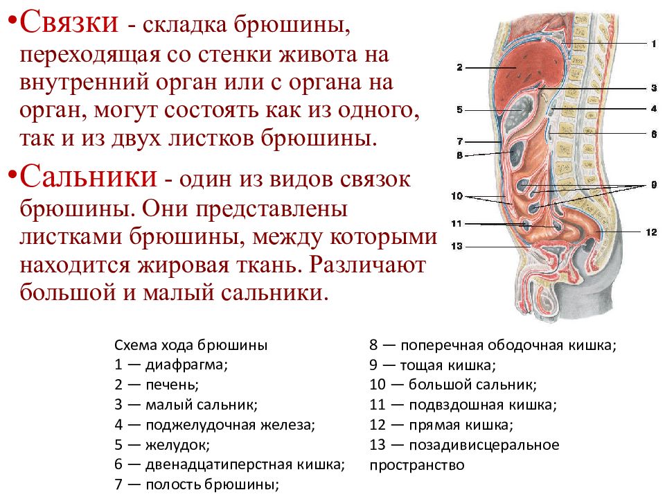 Строение стенки органов пищеварения