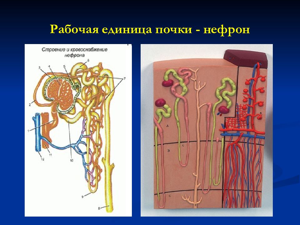Нефрон рисунок физиология