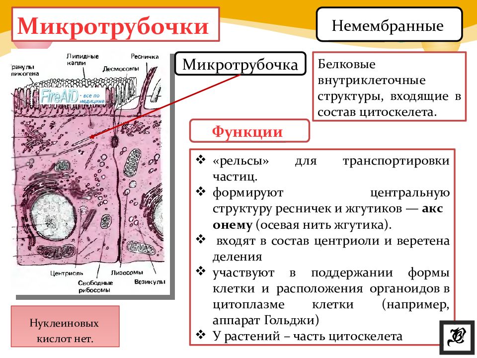 Цитоскелет клетки какой органоид. Органоид цитоскелета клетки. Строение органоида цитоскелет. Немембранные органоиды клетки. Немембранные микротрубочки.