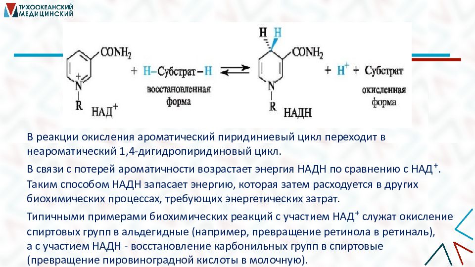 Азотсодержащие гетероциклические соединения нуклеиновые кислоты презентация 10 класс