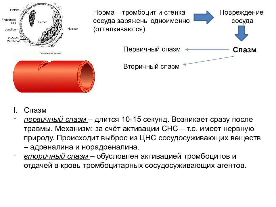 Гемостаз картинки для презентации